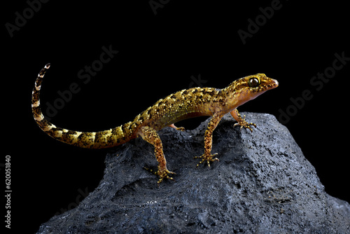 Stone gecko on a black background