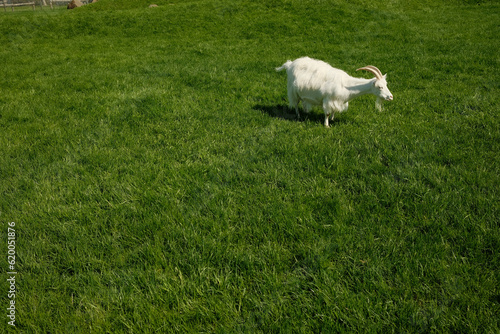 White goat grazing on green meadow