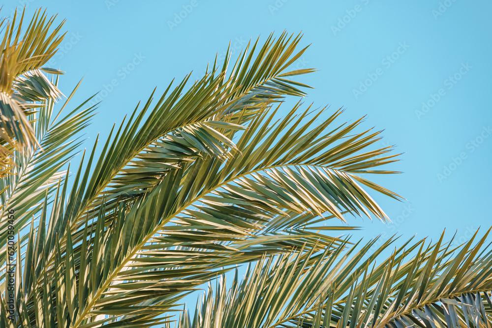 Exotic palm leaf close-up view. Tropical flora concept Exotic palm leaf close-up view. Tropical flora concept