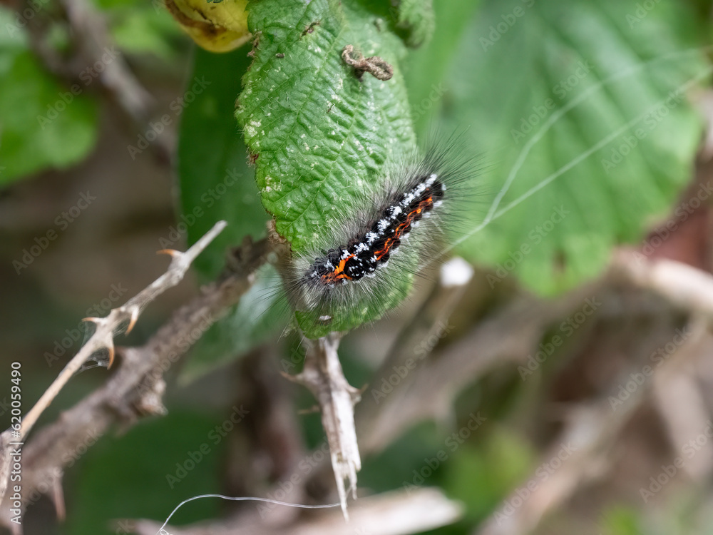Fototapeta premium Caterpillar of a Yellow-tail moth