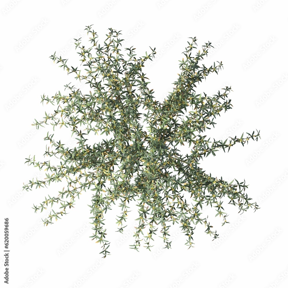 bush, top view, isolated on white background, 3D illustration, cg render
bush, top view, isolated on white background, 3D illustration, cg render