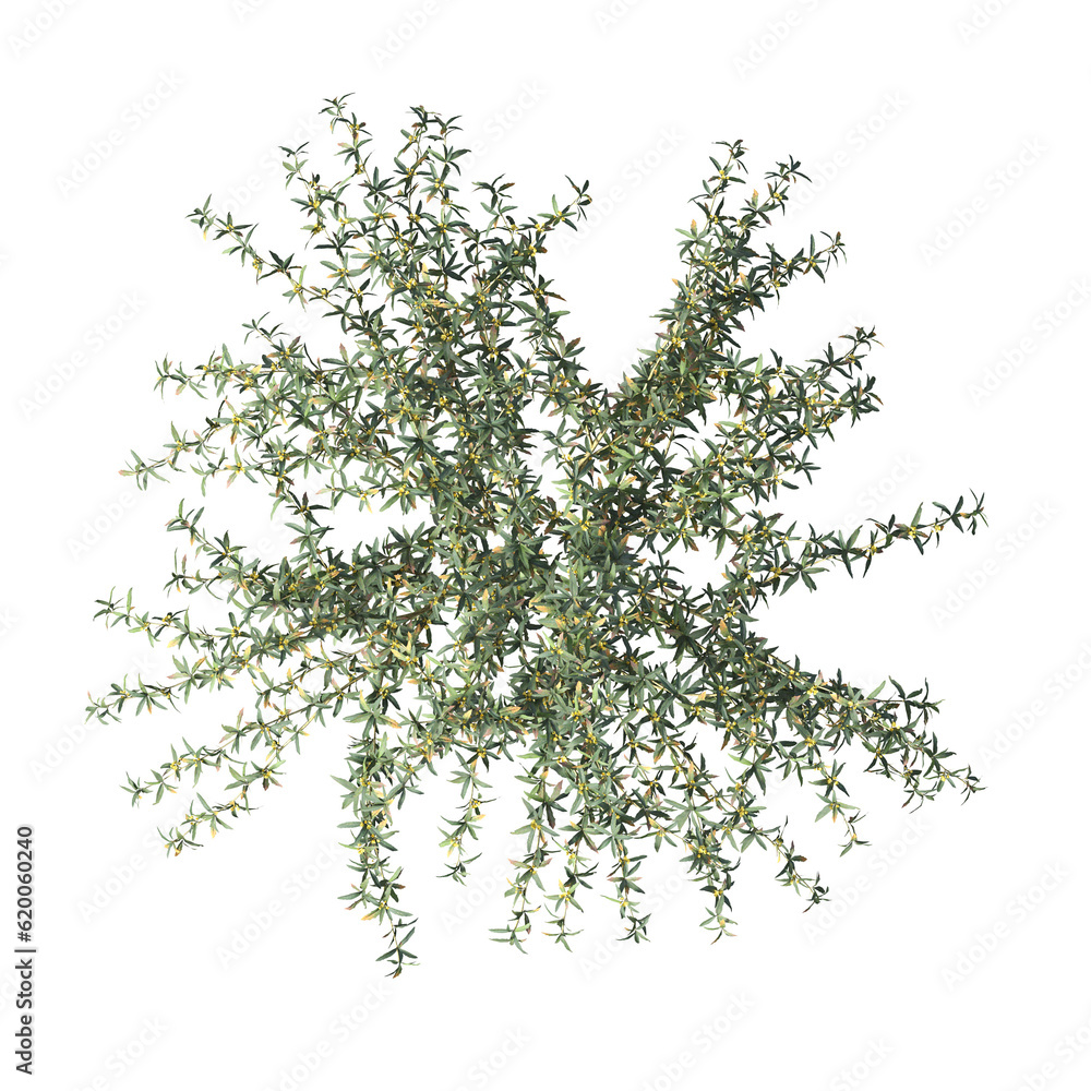 bush, top view, isolate on a transparent background, 3D illustration, cg render
bush, top view, isolate on a transparent background, 3D illustration, cg render