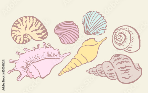 Shells , colorful seashells , shellfish, conch , mollusks , starfish , marine illustration, vector illustration , stickers, decorations, ocean , scallops, doodle 