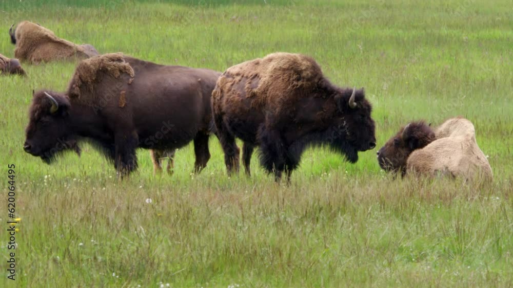 Close of you of bison family on a sunny day in Yellowstone national park Wyoming 4K High-quality footage Close of you of bison family on a sunny day in Yellowstone national park Wyoming 4K High-quality footage