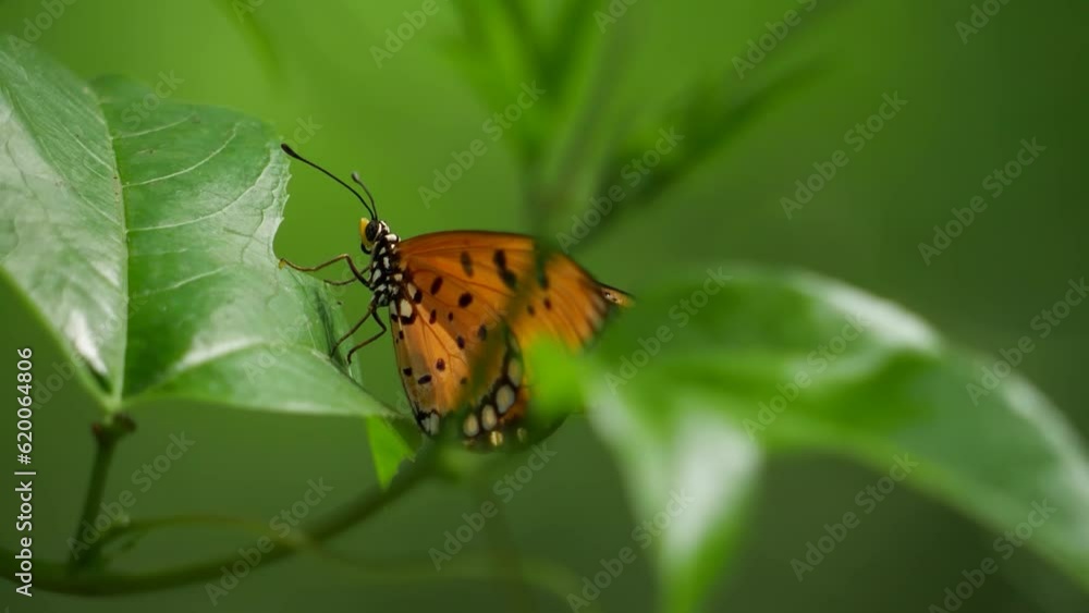 A butterfly perched on a leaf, close up A butterfly perched on a leaf, close up
