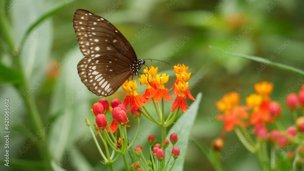 A butterfly on a flower, a brown butterfly on a flower A butterfly on a flower, a brown butterfly on a flower