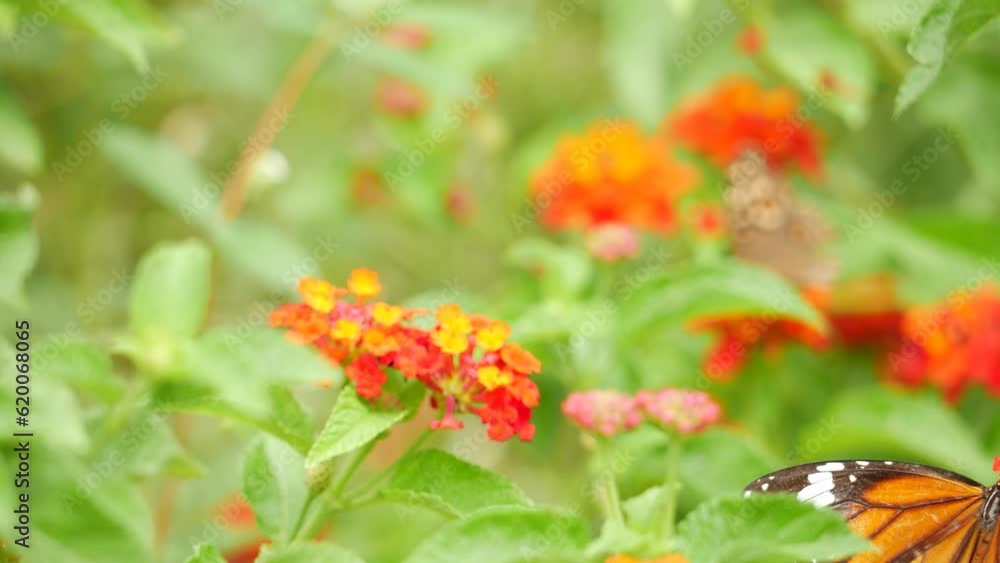 A butterfly on a flower in the butterfly garden, and a close-up of some flowers in the garden A butterfly on a flower in the butterfly garden, and a close-up of some flowers in the garden