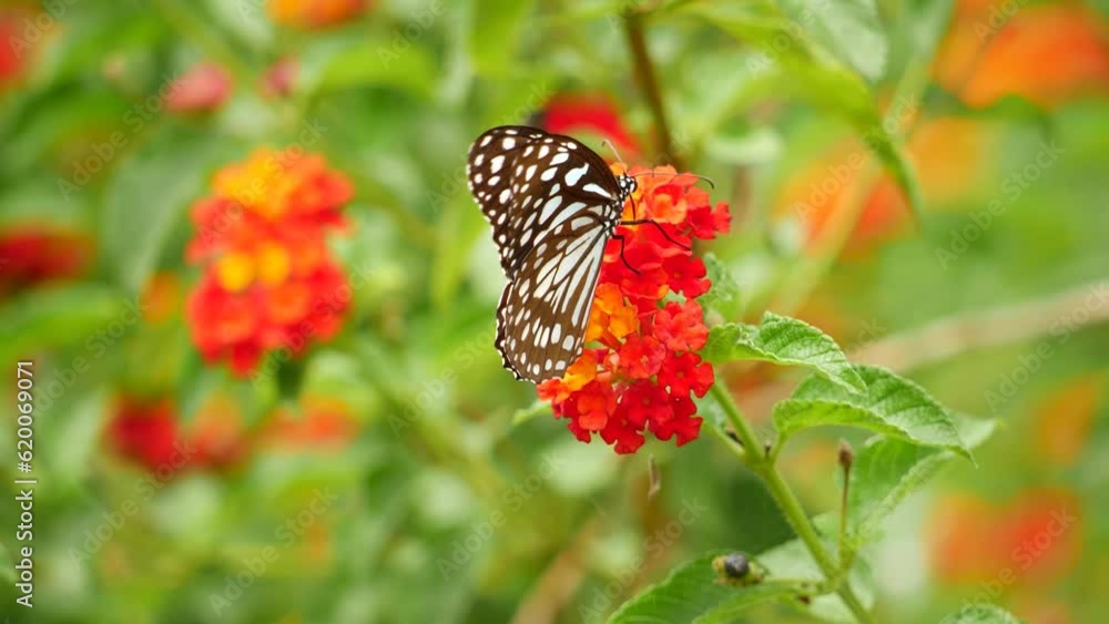A butterfly rests on a flower in San Francisco's butterfly house at the botanical gardens A butterfly rests on a flower in San Francisco's butterfly house at the botanical gardens