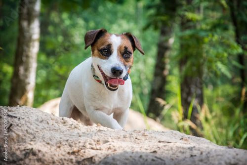 Jack Russell dog in nature in summer.