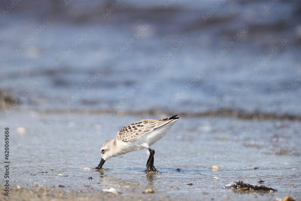 Spoon-billed sandpiper (Calidris pygmaea) juvenilein Japan, one of critically endangered species Spoon-billed sandpiper (Calidris pygmaea) juvenilein Japan, one of critically endangered species