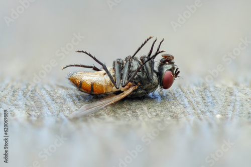 Close up photo of a dead fly