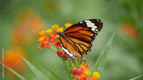A monarch butterfly rests on a flower