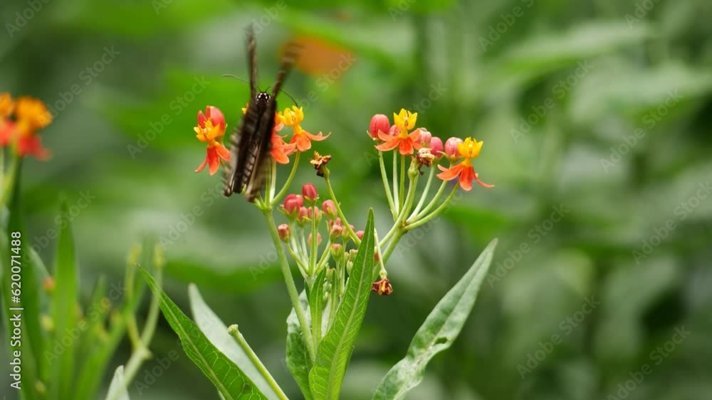 Butterflies can be seen on flowers in both gardens and jungles, flying or perched Butterflies can be seen on flowers in both gardens and jungles, flying or perched