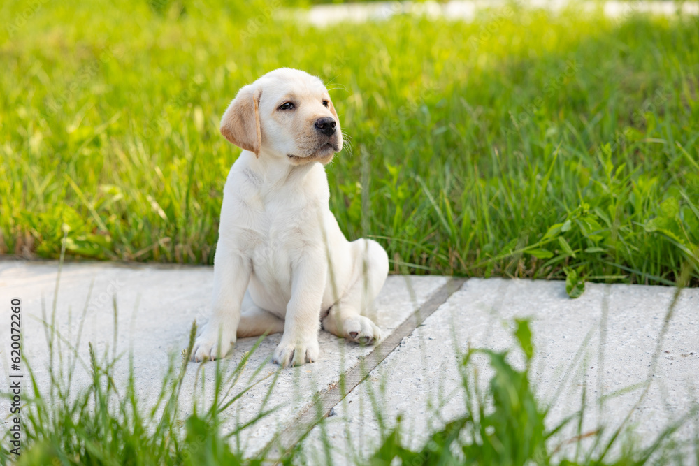 Portrait of a labrador retriever puppy. Outdoor photo