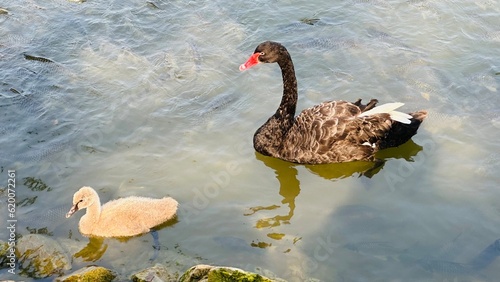 black swan on the lake