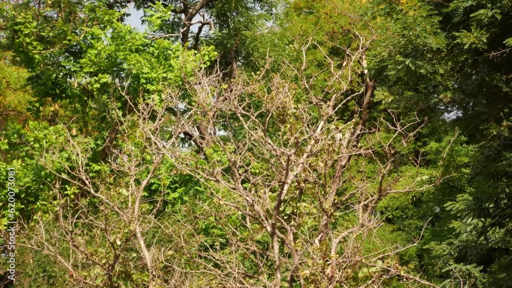 A dead tree in the forest with branches A dead tree in the forest with branches