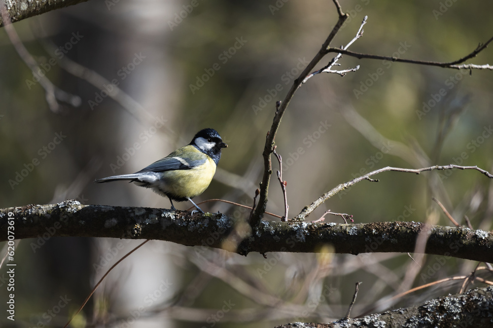 Great tit sits on a branch in the forest Great tit sits on a branch in the forest