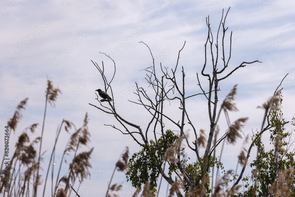 Obraz premium A hooded crow is on dry branch of a bare tree