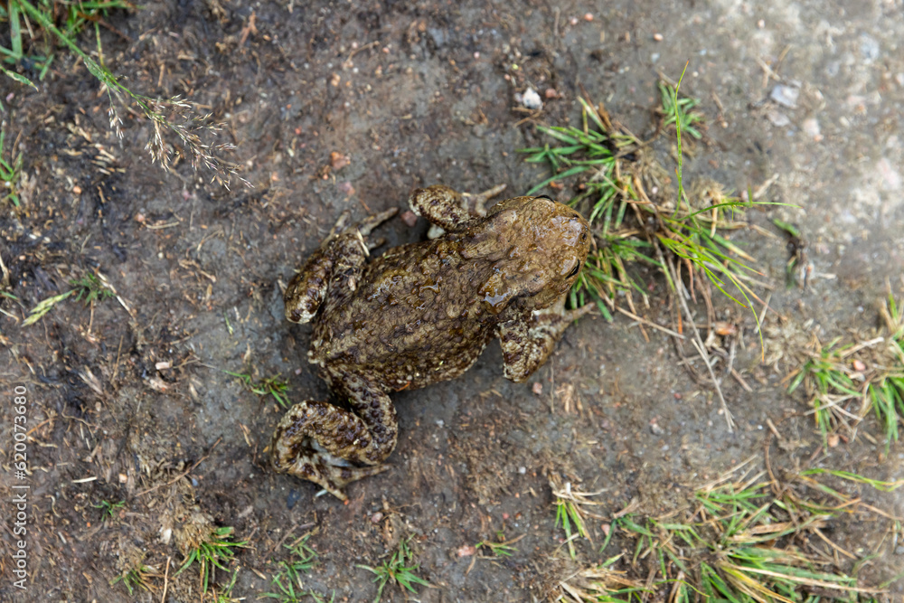 Fototapeta premium The common toad is on a dirty ground, top view