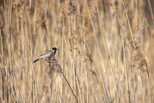 Male common reed bunting sitting on dry coastal reed photo