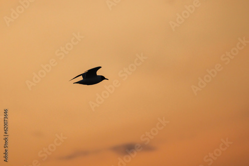 Silhouette photo of a seabird flying under sunset sky