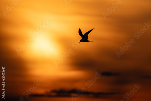 Silhouette photo of common tern flying under sunset sky