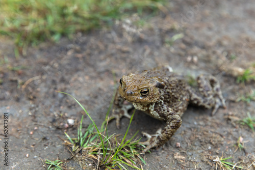 The common toad or European toad is sitting on a dirt