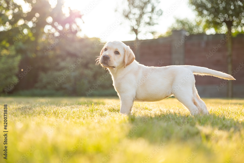 Portrait of a labrador retriever puppy. Outdoor photo