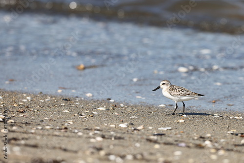 Fotografia Spoon-billed sandpiper (Calidris pygmaea) juvenilein Japan, one of critically en