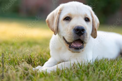 Portrait of a labrador retriever puppy. Outdoor photo