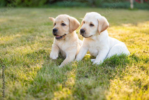 Portrait of Two labrador retriever puppies outdoor
