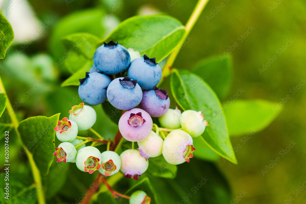 Homegrown huckleberry in the backyard close up. Ripe blueberry berries on the bush. Highbush or tall blueberry cluster. Harvest of blueberry in the garden	