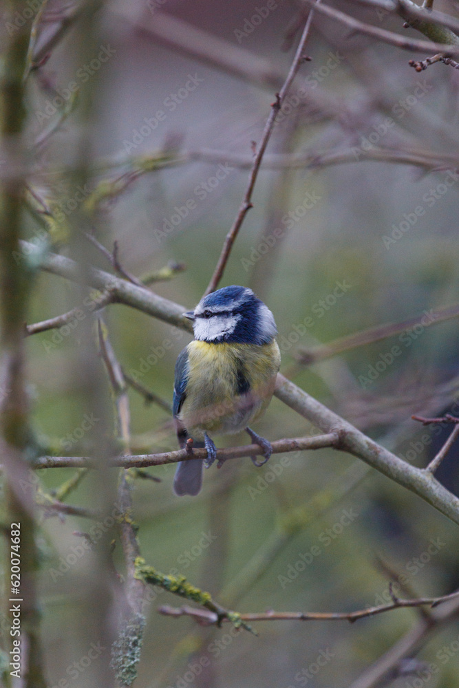 Fototapeta premium Blue tit