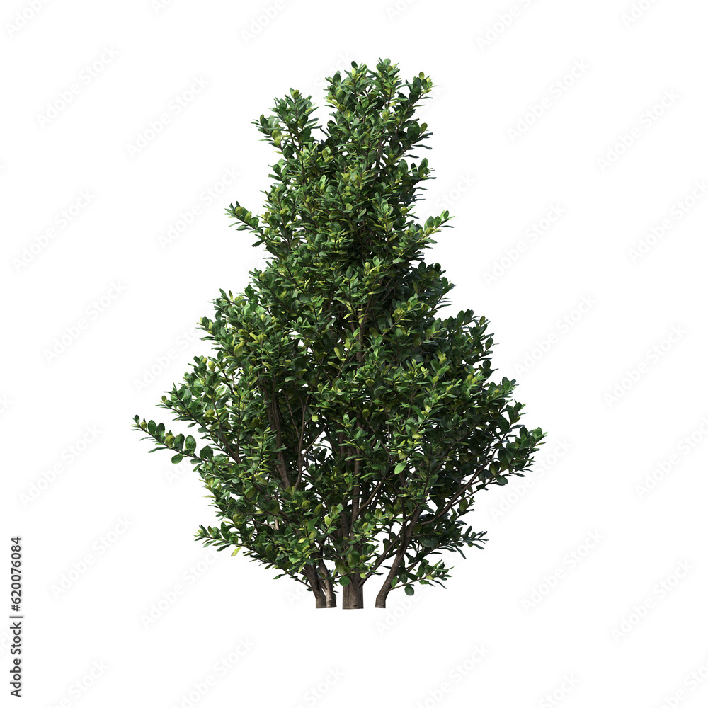 Fototapeta premium bush isolate on a transparent background, 3D illustration, cg render 