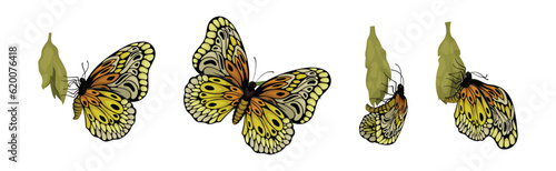 Chrysalis or Nympha as Pupal Stage of Butterfly Development Vector Set