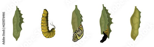 Chrysalis or Nympha as Pupal Stage of Butterfly Development Vector Set photo
