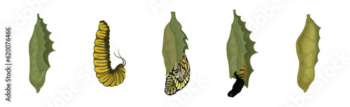 Chrysalis or Nympha as Pupal Stage of Butterfly Development Vector Set