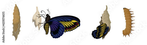 Chrysalis or Nympha as Pupal Stage of Butterfly Development Vector Set