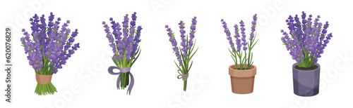 Bunch of Violet Lavender Twigs in Pot and Tied with Ribbon Vector Set