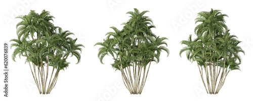 Obraz na płótnie Dypsis lutescens palm tree on transparent background, png plant, 3d render illustration