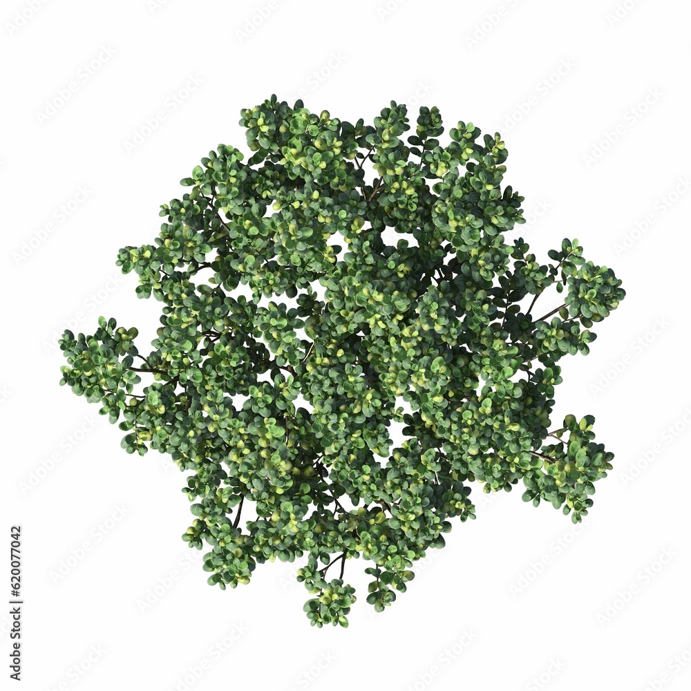 Obraz premium bush, top view, isolated on white background, 3D illustration, cg render 