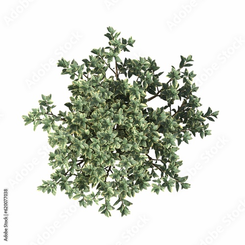 bush, top view, isolated on white background, 3D illustration, cg render 
