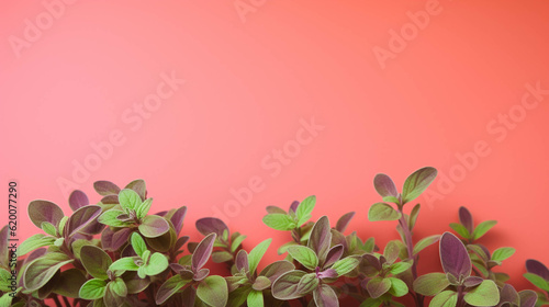 Oregano On colorful background. Empty copy space on the side. Generative AI.