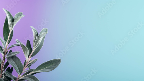 Sage On colorful background. Empty copy space on side. Generative AI. 