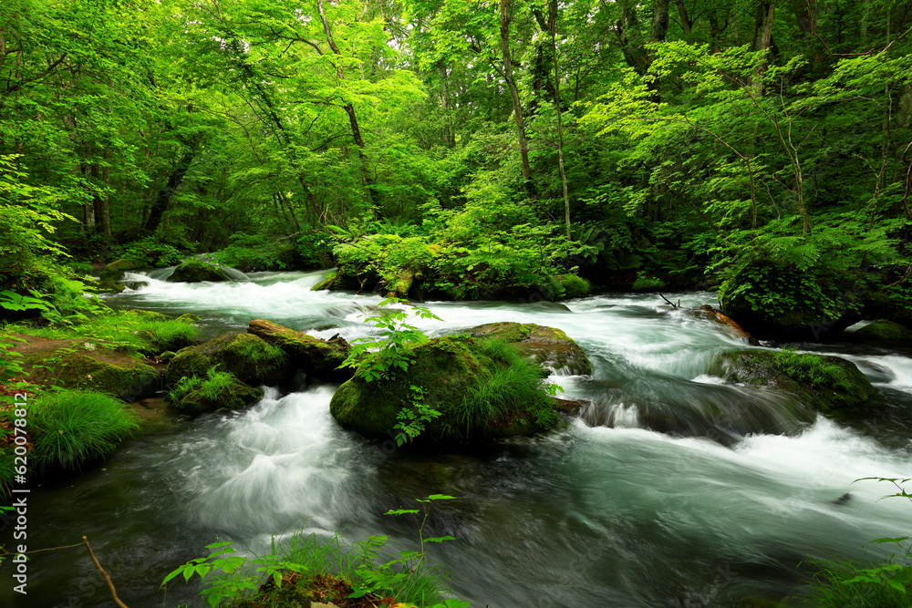 Summer green colors of Oirase River, located at Towada, Aomori, Japan Summer green colors of Oirase River, located at Towada, Aomori, Japan