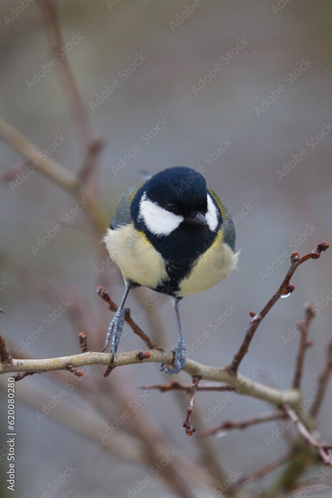 Fototapeta premium Great tit