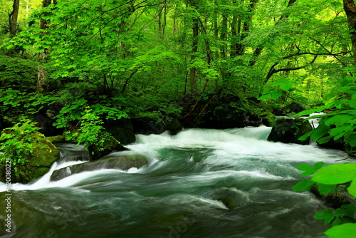 Summer green colors of Oirase River  located at Towada  Aomori  Japan