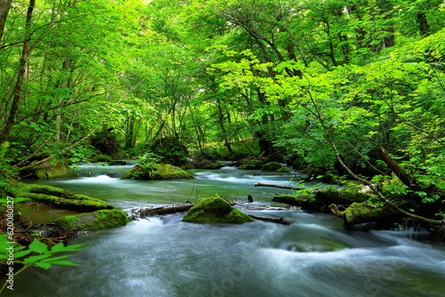Summer green colors of Oirase River  located at Towada  Aomori  Japan