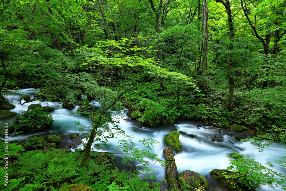 Summer green colors of Oirase River, located at Towada, Aomori, Japan Summer green colors of Oirase River, located at Towada, Aomori, Japan