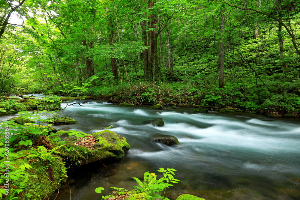 Summer green colors of Oirase River, located at Towada, Aomori, Japan Summer green colors of Oirase River, located at Towada, Aomori, Japan